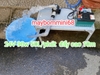 Máy bơm tuần hoàn không chổi than bản lưu lượng lớn 24v 90w 50L/phút đẩy cao 10m