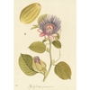 plants-of-the-americas-limited-edition