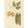 plants-of-the-americas-limited-edition