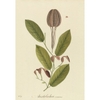 plants-of-the-americas-limited-edition