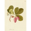 plants-of-the-americas-limited-edition