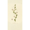 plants-of-the-americas-limited-edition