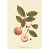 plants-of-the-americas-limited-edition