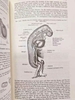 gray-s-anatomy