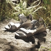 Dép sandal adidas Terrex Hydroterra chính hãng IE8009