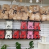 rose-bear-tiffany-red-25cmh