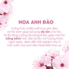 00-Dầu Gội OGX Cherry Blossom 385ml