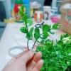 200gam cỏ tai chuột (nhựa).