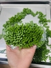 Hộp 200 lá thanh hương (chất liệu kẹo đường) mix 2 size 2.5cm và 3.5cm.