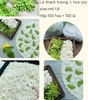 Hộp mix 100 lá thanh hương và 100 hoa cúc (gum đường) size 1.8cm.