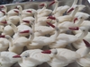 CỖ CƯỚI CHAY