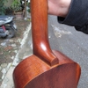 dan-ukulele-andrew-lh01-concert-tenor-cao-cap-go-thit-vinaguitar-phan-phoi-chinh
