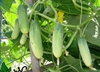 DƯA CHUỘT SẠCH ĐÔNG ANH