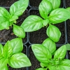 LÁ HÚNG TÂY TƯƠI - FRESH BASIL