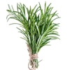LÁ HƯƠNG THẢO TƯƠI - FRESH ROSEMARY