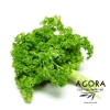 LÁ MÙI TÂY TƯƠI - FRESH PARSLEY