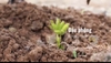 HẠT ĐẬU PHỘNG TƯƠI SAU 6 NGÀY ĐƯỢC HOÀ MÌNH VÀO ĐẤT 🌱🌱🌱