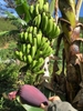 🍌CHUỐI LABA VƯỜN RỪNG 🍌🍌