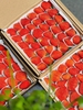 🍓 VÌ SAO CHỌN DÂU TÂY HƯỚNG HỮU CƠ??