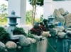Cuội vân vàng