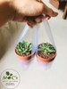 Hạt đất nung Popper Thái Lan - 6 lít