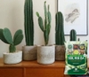 Giá thể trồng sen đá & xương rồng Soil Mix B.A