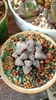 Đá cầu vồng (4kg)
