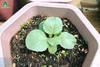 Phân gà hữu cơ Nhật AKI - Sfarm (25kg)