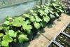 Phân gà hữu cơ Nhật AKI - Sfarm (5kg)