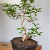 Shohin Bonsai- Giá Thể Trộn Sẵn Cao Cấp Cho Bonsai Và Cây Cảnh Mini (3 Lít)