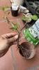 Shohin Bonsai- Giá Thể Trộn Sẵn Cao Cấp Cho Bonsai Và Cây Cảnh Mini (3 Lít)