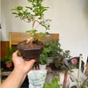 Shohin Bonsai- Giá Thể Trộn Sẵn Cao Cấp Cho Bonsai Và Cây Cảnh Mini (3 Lít)