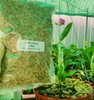 Dớn Trắng Chile (Sphagnum Moss) Nhập Khẩu