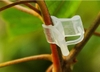 DC13_Kẹp bướm cố định cây