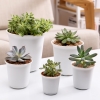 CNT10 - Chậu nhựa mã 10 (5 size)