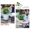 CNT12 - Chậu Nhựa Mã 12 (4 size - 2 màu)
