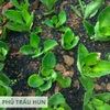Trấu hun Sfarm - túi 20dm3