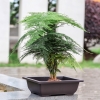 CN06 - Chậu nhựa đen - nhiều size