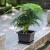 CN06 - Chậu nhựa đen - nhiều size