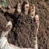 Phân bò ủ vi sinh Sfarm - 5kg