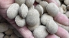 Phân Hạt Bàng 12-6-6 (kg)