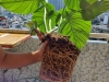 Potting Soil - Giá thể kiểng lá
