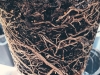 Potting Soil - Giá thể kiểng lá