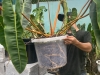 Potting Soil - Giá thể kiểng lá
