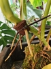Rotting BA - thực phẩm toàn diện cho cây