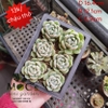 CN06 - Chậu nhựa đen - nhiều size