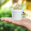 Set 100 Chậu CNT07 - Chậu nhựa ECO (6.8*5.8cm)