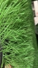 Cỏ Nhân Tạo APH M13