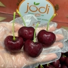 Cherry Canada size đại