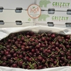 Cherry Canada con gấu